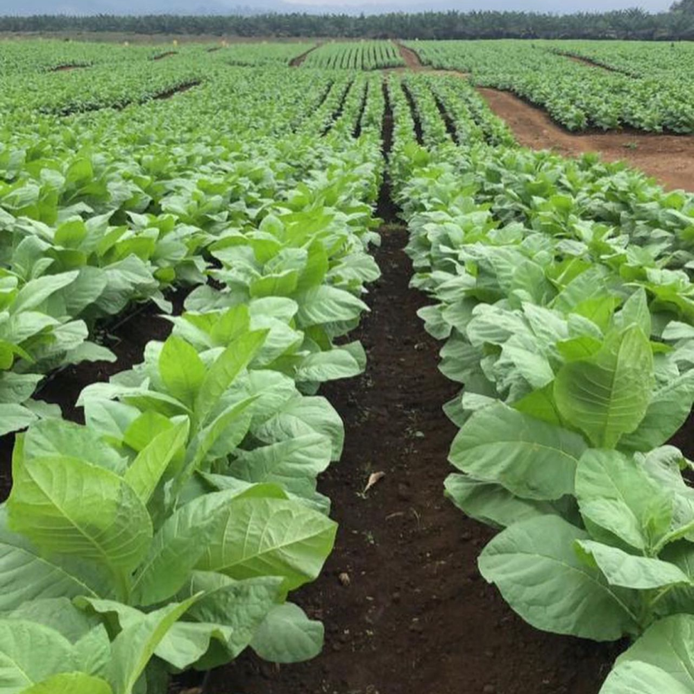 Tabaco 1 (2) Tabaco 1 (2)